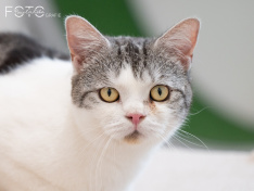 Katzen 07_26