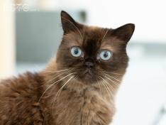 Katzen 07_26