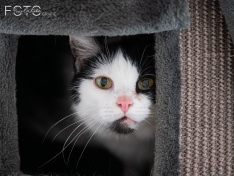 Katzen 22062026
