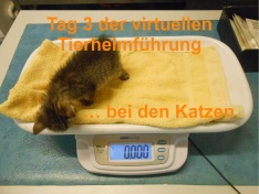 tag3 Katzen