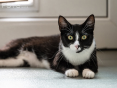 Katzen 22062026