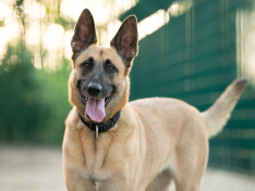 Hunde 06_26