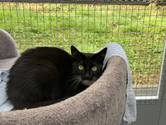Ziva