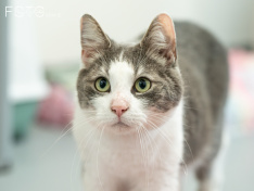 Katzen 07_26